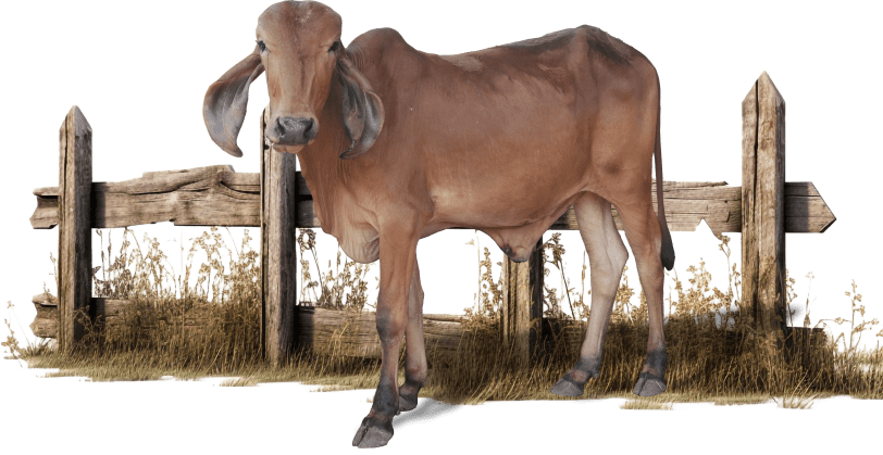 cow-for-badadasharam