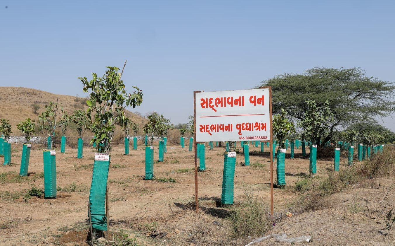 tree-plant