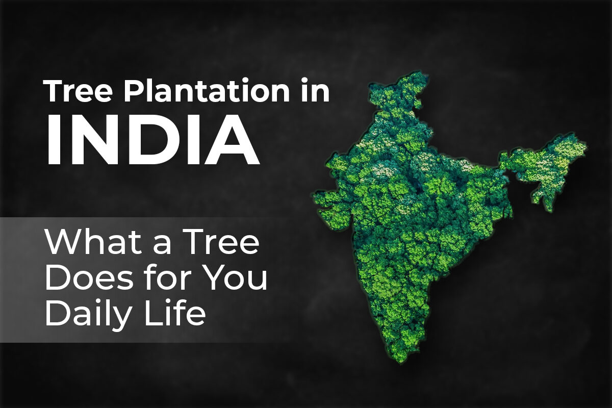 Tree-Plantation-in-India-What-a-Tree-Does-for-You-Daily-Life