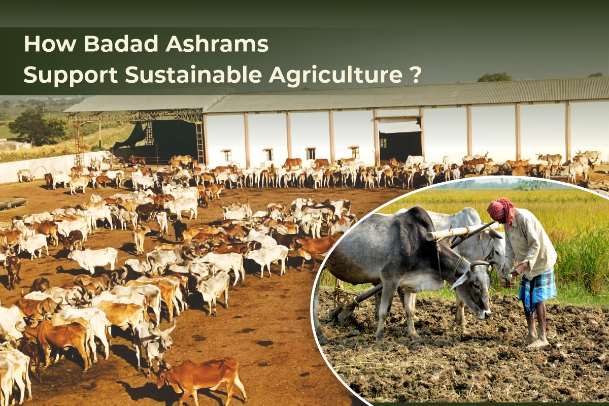 How Badad Ashrams Support Sustainable Agriculture