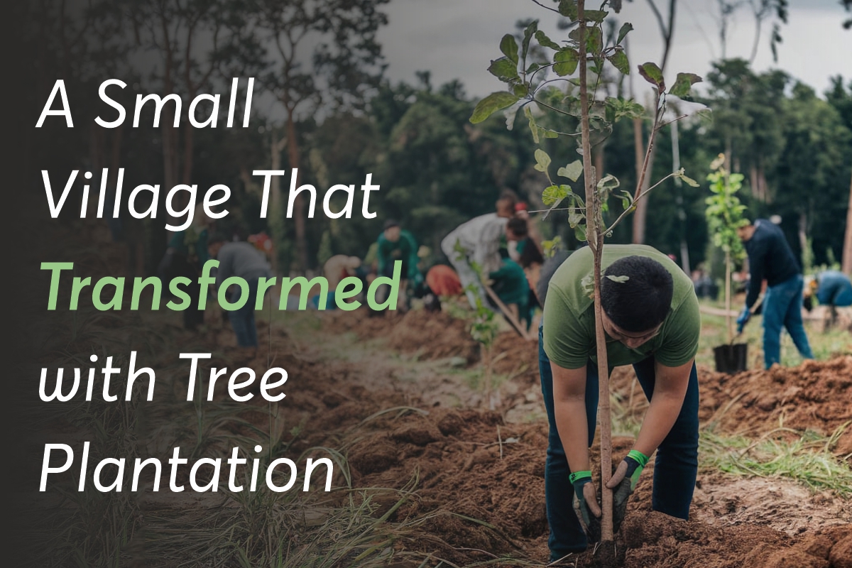 A Small Village That Transformed with Tree Plantation