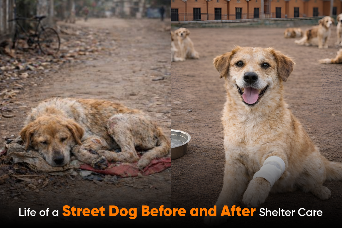 Life of a Street Dog Before and After Shelter Care