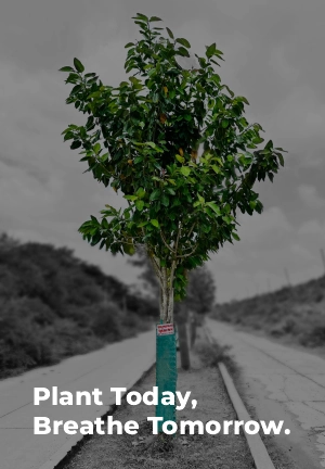 Tree Plantation