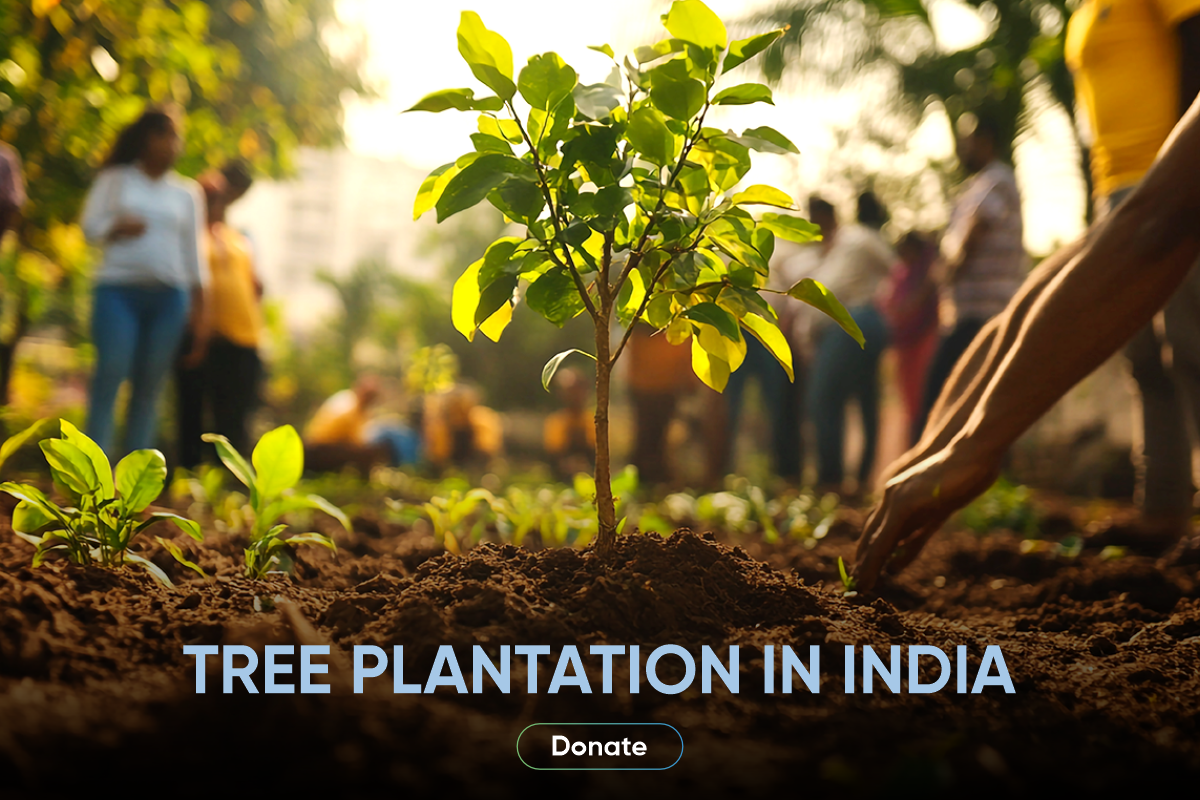 Donate for Tree Plantation in India Create Real Environmental Impact