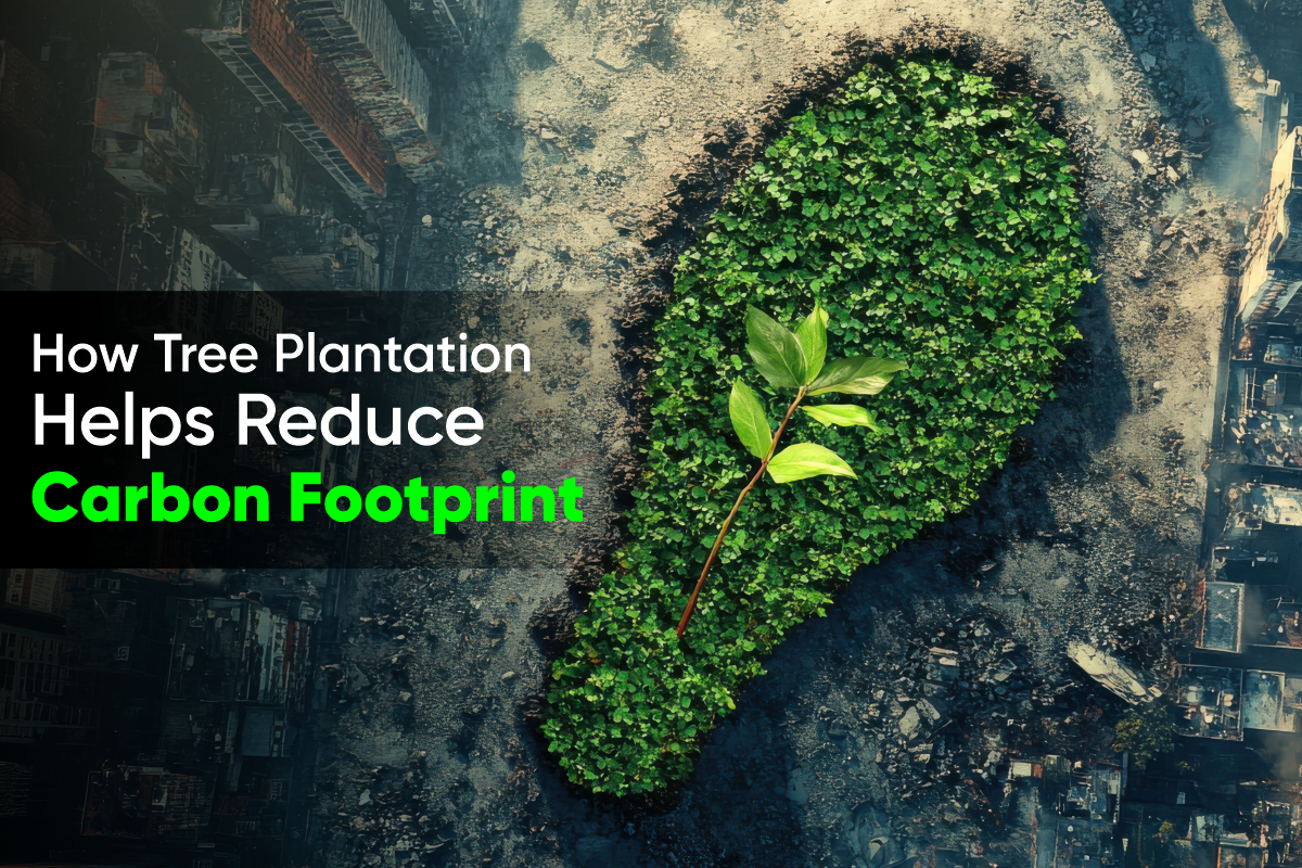 How Tree Plantation Helps Reduce Carbon Footprint