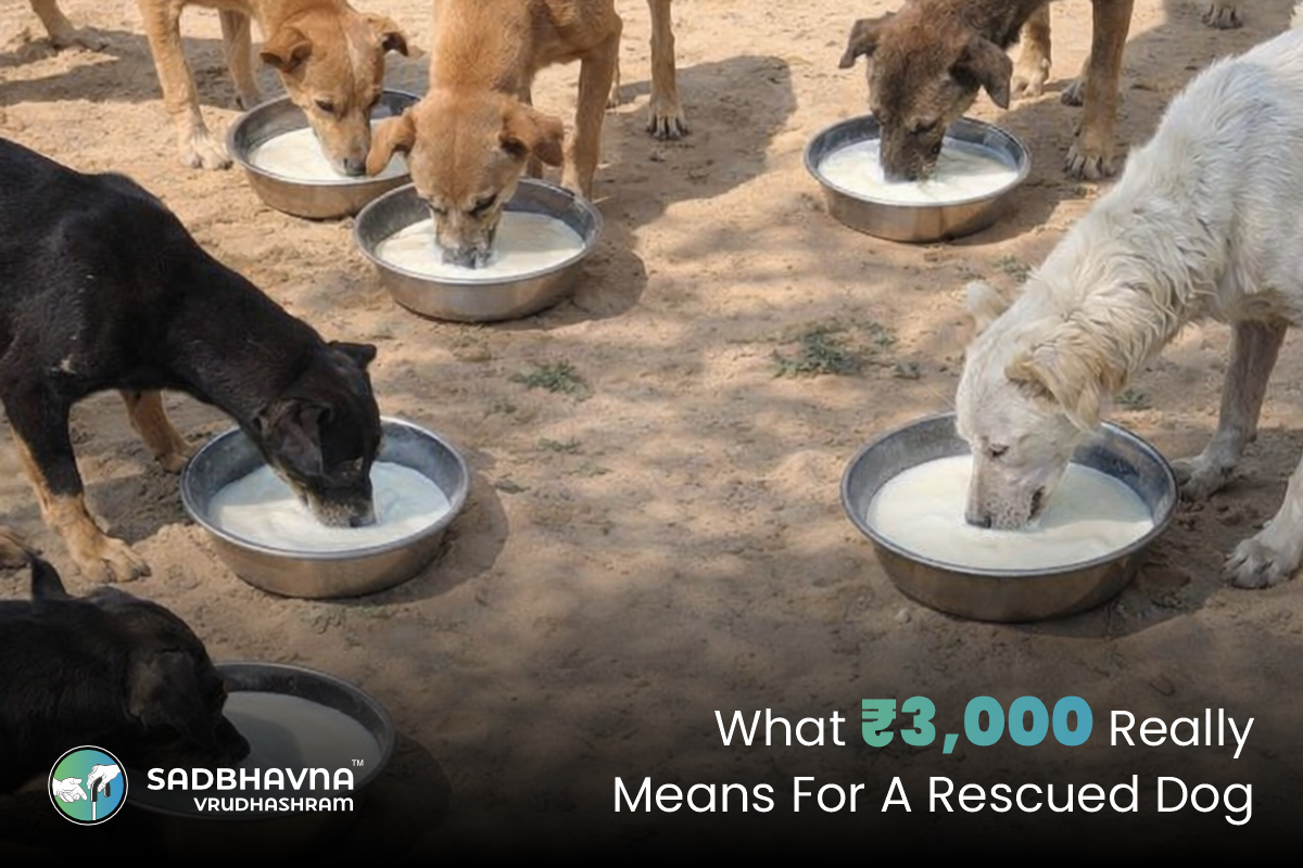 What ₹3,000 Really Means for a Rescued Dog