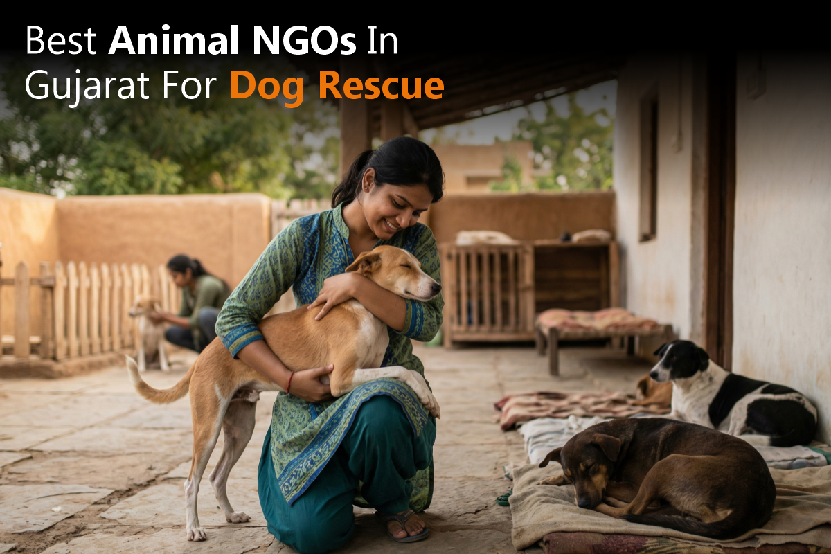 Best Animal NGOs in Gujarat for Dog Rescue
