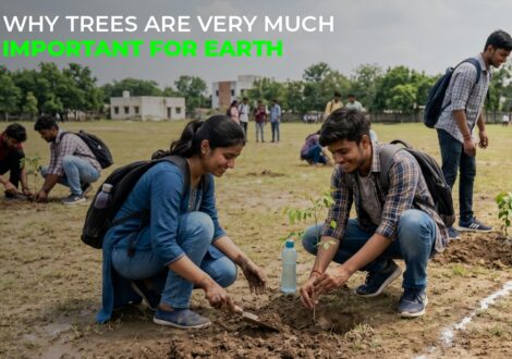 Most Powerful Reasons Why Trees Are very much Important for Earth