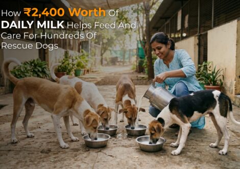 How ₹2,400 Worth of Daily Milk Helps Feed and Care for Hundreds of Rescue Dogs