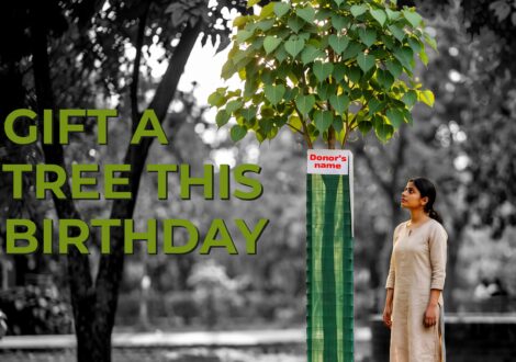 Gift a Tree This Birthday